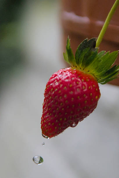 Cute picture of strawberry with dew