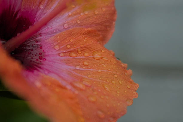 istock Beautiful image of red carnation petals 2209076493