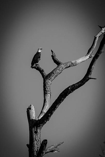 This dramatic black and white photograph captures a solitary bald eagle, its sharp silhouette defined against a textured, overcast sky. The majestic bird is perched on a bare, weathered branch, its profile clearly visible as it looks off to the left. The high contrast emphasizes the starkness of the scene, highlighting the intricate details of the tree's bark and the eagle's plumage. The overall mood is one of quiet contemplation and the raw beauty of nature in a monochromatic study.