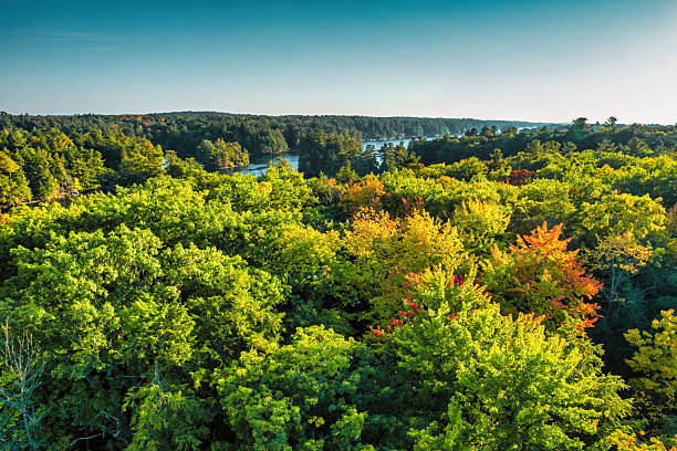 istock Thousand Islands Forest Canada USA Autumn 2209080981