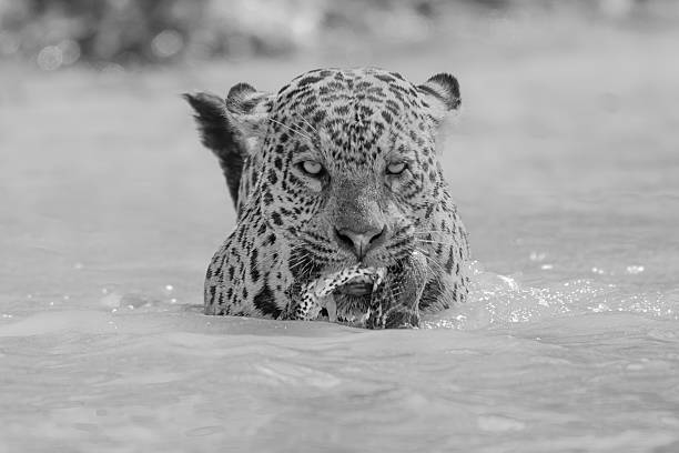 Jaguar wading in a river with a green anaconda in its mouth black and white