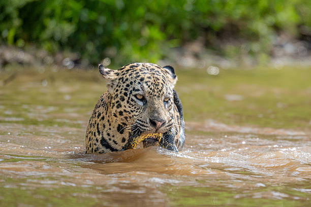 istock Jaguar with captured green Anaconda 2209081879