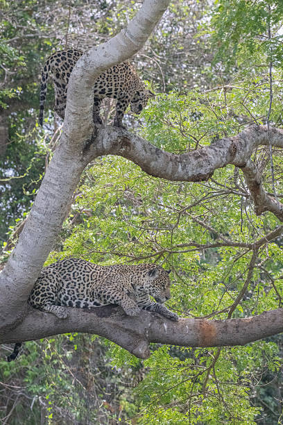 istock Jaguar and cub - river overlook 2209083013