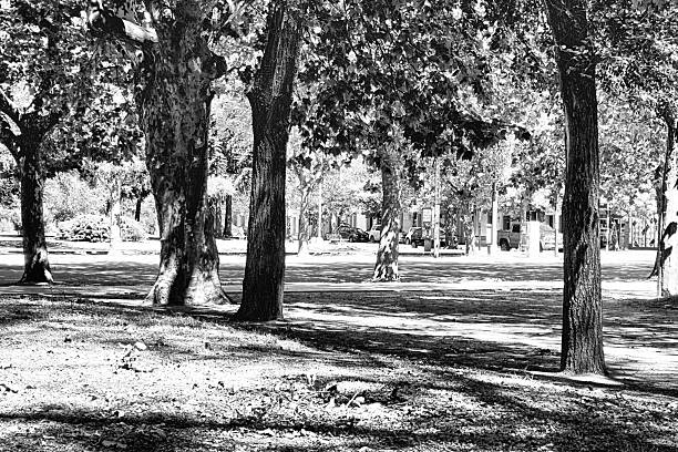 Residential area trees
