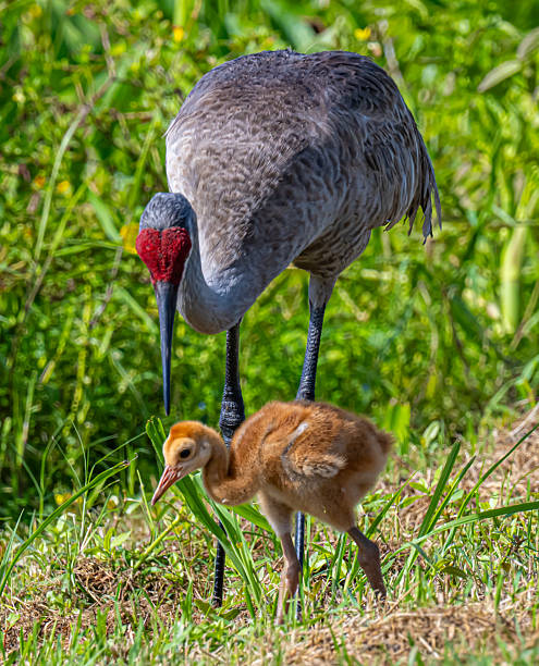 istock Sandhill crane and colt foraging 2209084985