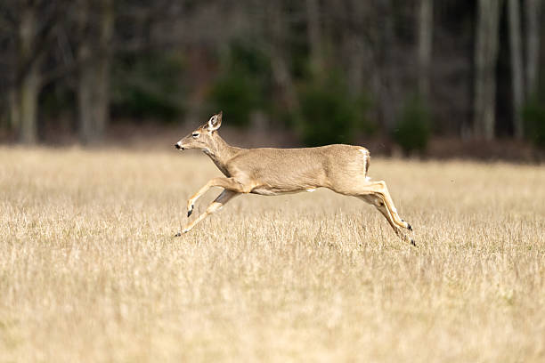 A female White-tailed Deer, Odocoileus virginianus,runs across a meadow of brown spring time grass.  A green forest in the background.
