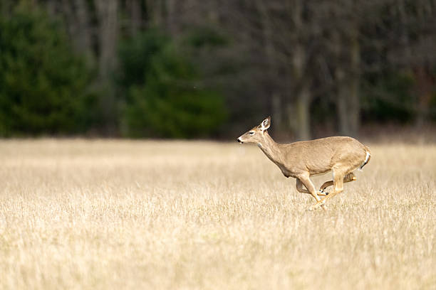 A young fallow deer bounds across the grass near Hampton Court. The side profile of the deer can be seen clearly against a spring green backdrop. Location: Hampton Court, London