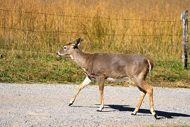 A female White-tailed deer, Odocoileus virginianus, crosses a parking lot in the Great Smoky Mountains National Park in Tennessee.  The background has a barbed wire fence and grass from a meadow.