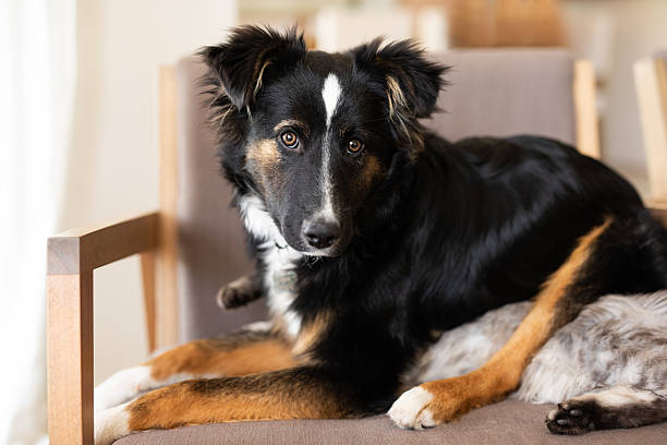istock Beautiful puppy's portrait 2209087098