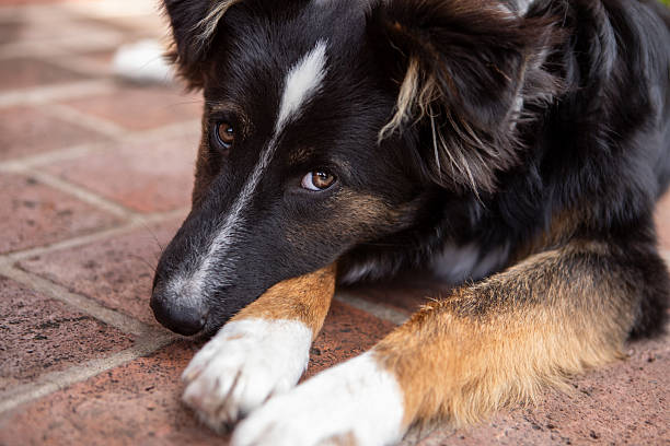 Cute dog