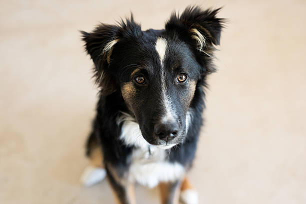 istock Beautiful puppy's portrait 2209087175