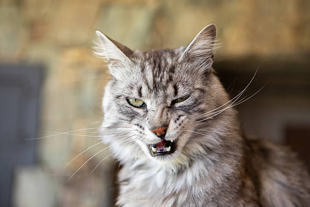 Beautiful cat's portrait - Buenos Aires - Argentina