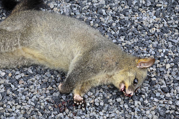 Fuchskusu / Common brushtail possum / Trichosurus vulpecula