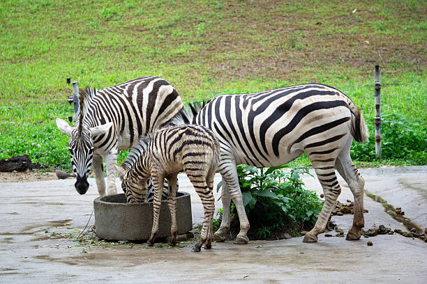 Three zebras gather near a concrete trough, the distinct black and white stripes contrasting against the green background.