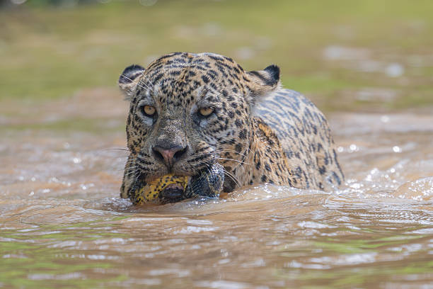 istock Jaguar with captured green Anaconda 2209093663