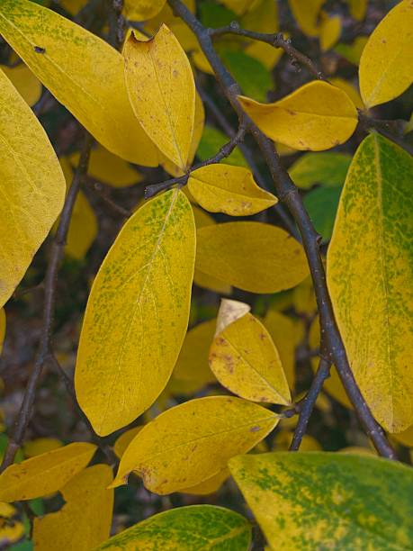 A close-up shot of a Dirca bush, immersed in a sea of vibrant yellow and green leaves. The image captures rich textures, depth, and natural shadows, showcasing the intricate details of the leaves as they transition into autumn. The soft play of light and shadow adds a dynamic, almost dreamy quality to the scene.