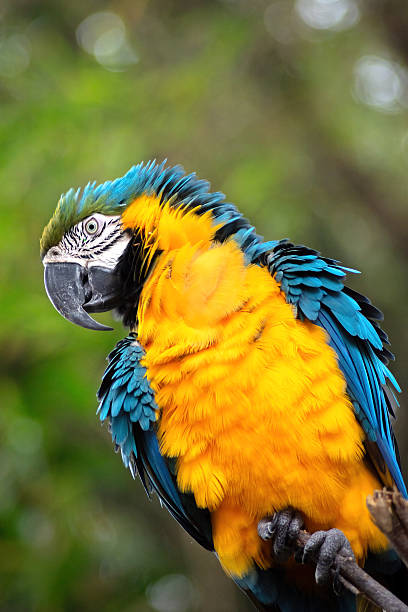 istock blue and yellow macaw bird 2209099020