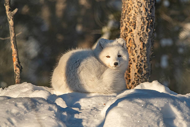 istock A single, one, alone arctic fox in winter time sitting near a tree with snowy landscape ground animal sitting with large, fluffy tail outdoors on bright sky day. 2209100837