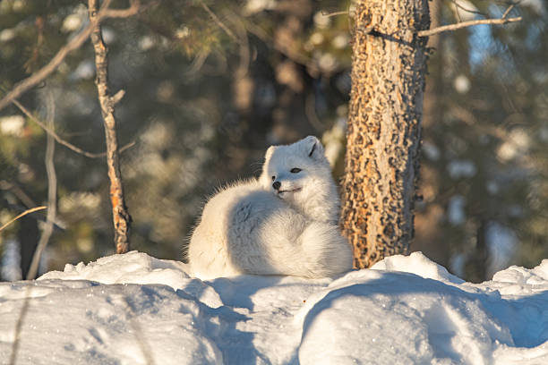 A single, one, alone arctic fox in winter time sitting near a tree with snowy landscape ground animal sitting with large, fluffy tail outdoors on bright sky day.