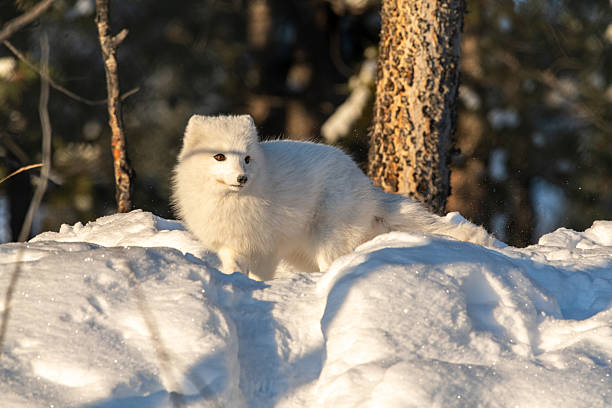 istock A single, one, alone arctic fox in winter time sitting near a tree with snowy landscape ground animal sitting with large, fluffy tail outdoors on bright sky day. 2209100951