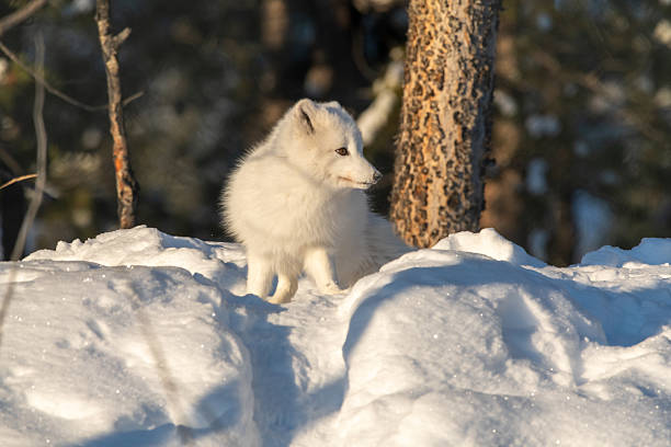 istock A single, one, alone arctic fox in winter time sitting near a tree with snowy landscape ground animal sitting with large, fluffy tail outdoors on bright sky day. 2209100952