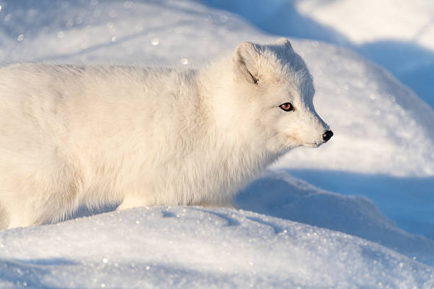 A single, one, alone arctic fox in winter time sitting near a tree with snowy landscape ground animal sitting with large, fluffy tail outdoors on bright sky day.