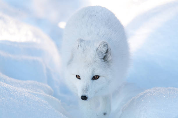 istock A single, one, alone arctic fox in winter time sitting near a tree with snowy landscape ground animal sitting with large, fluffy tail outdoors on bright sky day. 2209101008