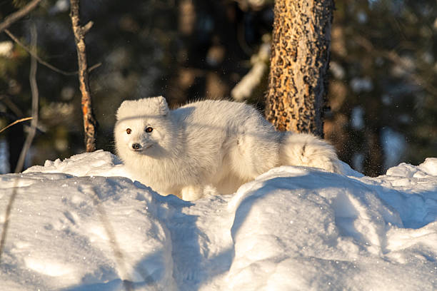 istock A single, one, alone arctic fox in winter time sitting near a tree with snowy landscape ground animal sitting with large, fluffy tail outdoors on bright sky day. 2209101009