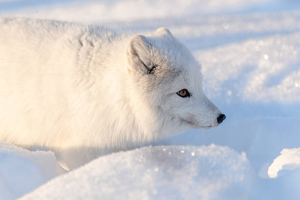 A single, one, alone arctic fox in winter time sitting near a tree with snowy landscape ground animal sitting with large, fluffy tail outdoors on bright sky day.