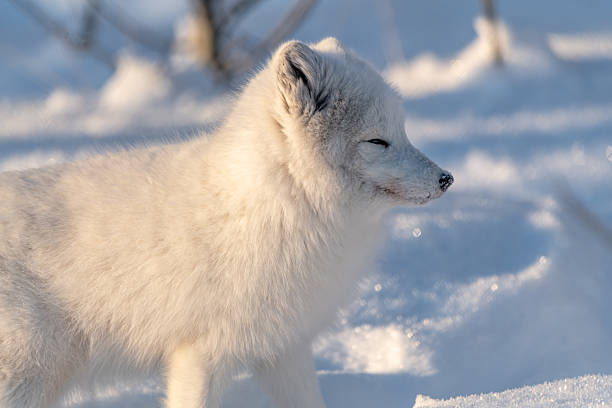 istock A single, one, alone arctic fox in winter time sitting near a tree with snowy landscape ground animal sitting with large, fluffy tail outdoors on bright sky day. 2209101080
