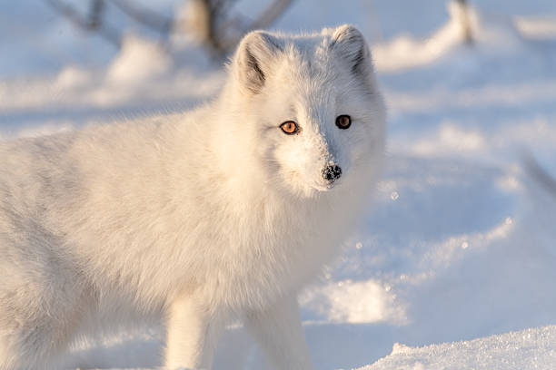 istock A single, one, alone arctic fox in winter time sitting near a tree with snowy landscape ground animal sitting with large, fluffy tail outdoors on bright sky day. 2209101082
