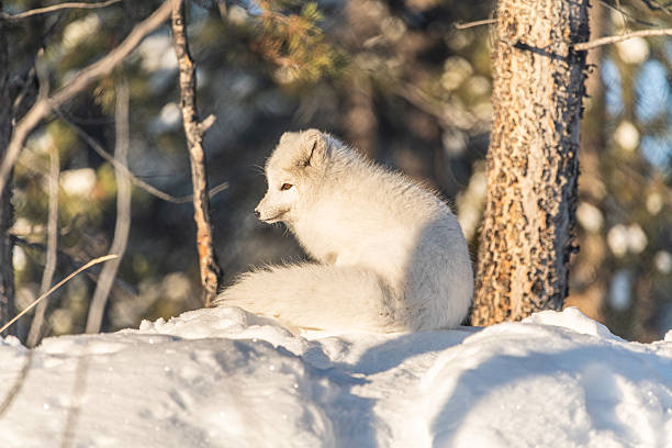 istock A single, one, alone arctic fox in winter time sitting near a tree with snowy landscape ground animal sitting with large, fluffy tail outdoors on bright sky day. 2209101117
