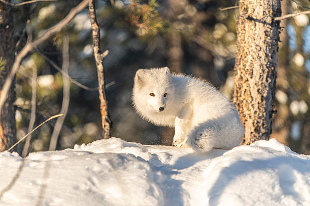A single, one, alone arctic fox in winter time sitting near a tree with snowy landscape ground animal sitting with large, fluffy tail outdoors on bright sky day.