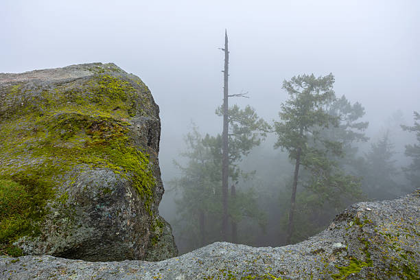 Little Mountain view point trail consisting of a scenic viewpoint, rock face cliffs and forest trails.