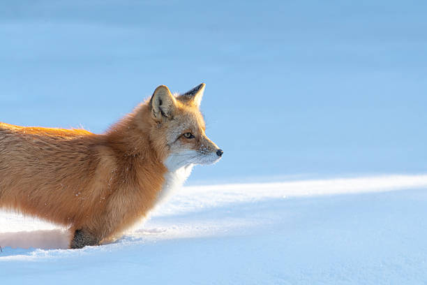 istock Side profile of a beautiful Red Fox (Vulpes) seen in winter time with snow background. 2209102030