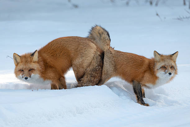 istock Two (male female Vulpes) Red Foxes seen in mating position stance during winter season with snow, white background in natural, wild environment. 2209102054