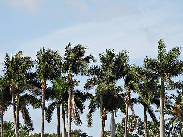 A wide range of common products and foods are derived from palms.