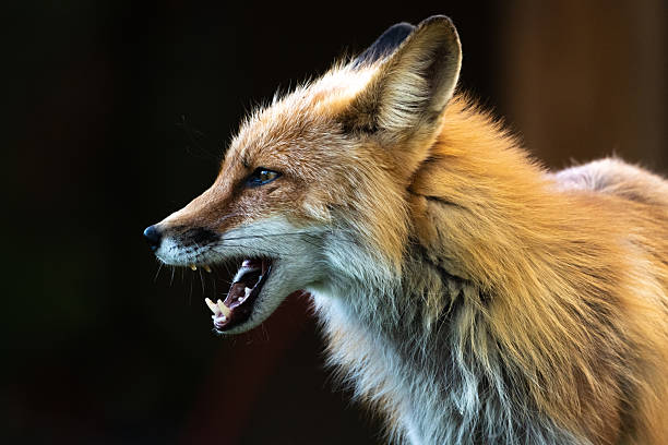 Side profile of a wild red fox seen in outdoor environment with dark background, charasmatic mouth open.