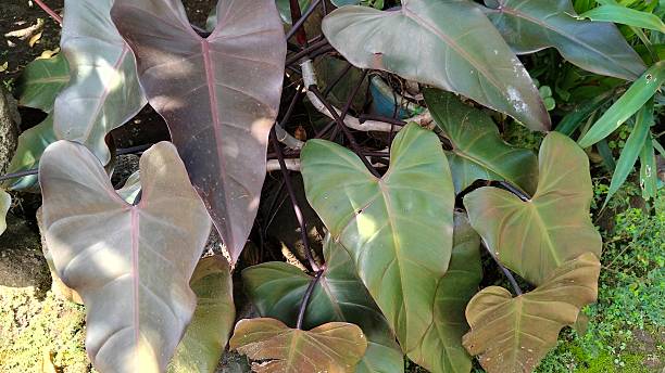 istock black philodendron ornamental plants for home garden decoration 2209102980