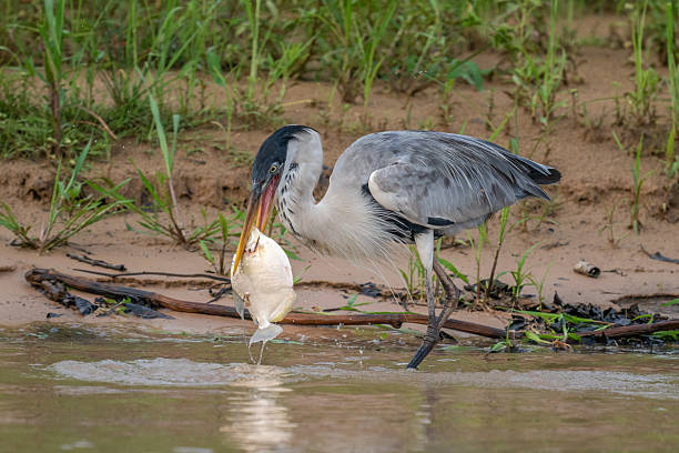 Cocoi Heron with a captured Piranha in its beak