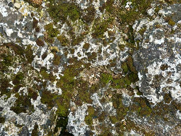 istock Moss of different colors on the stone 2209104518