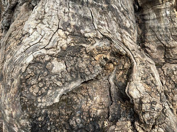 Closeup image of weathered driftwood showcasing detailed, intricate patterns and textures. the twisting and gnarled wood grains create an organic and visually interesting subject, ideal for naturethemed art, design backgrounds, or texture references.