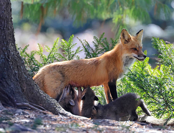 istock The mother fox nursing her babies in the forest, Canada 2209107050