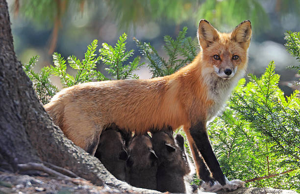 istock The mother fox nursing her babies in the forest, Canada 2209107053