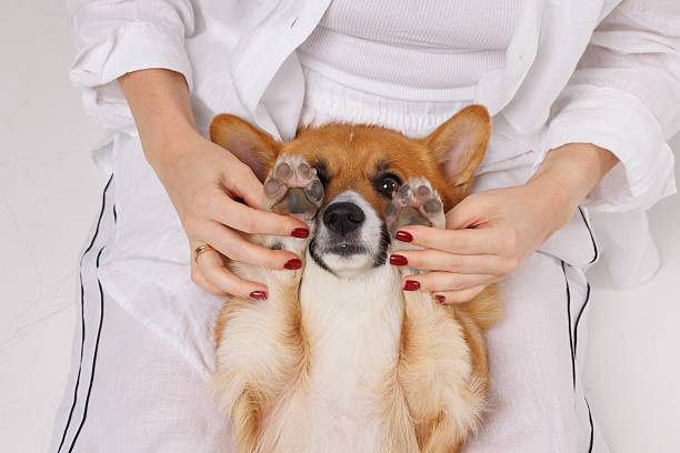 istock Adorable Corgi with raised paws on owner's lap, captured in a playful and heartwarming pose. 2209108614