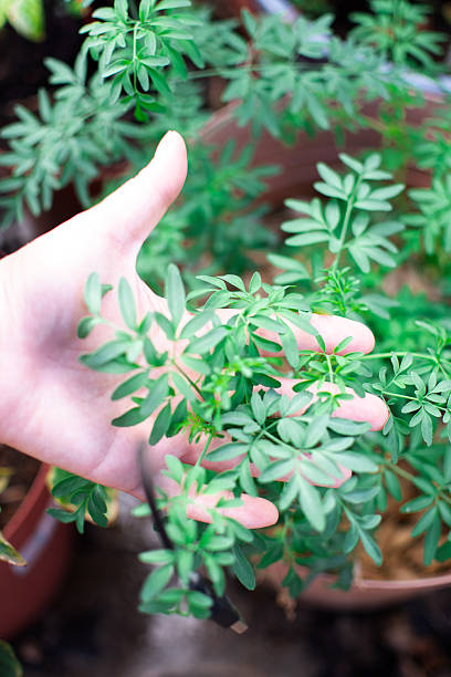 istock Hand Holding Vibrant Green Plant 2209109452