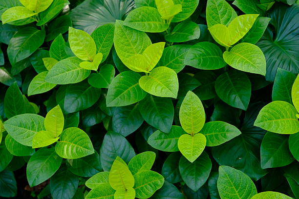 istock premium green leaves background. leaves in rain forest. 2209110183