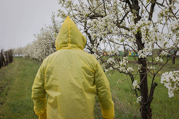 Agronomist inspects a blossoming orchard after a frost