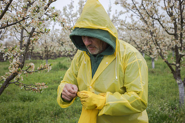 Agronomist inspects a blossoming orchard after a frost