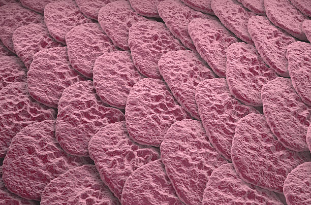 istock Healthy human skin (Epidermis) surface - isometric view 3d illustration 2209113705